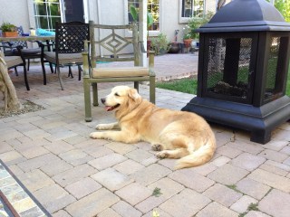 Kali at rest in her new back yard