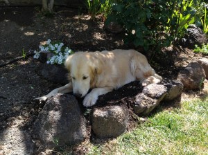 Kali nearby while I do some planting