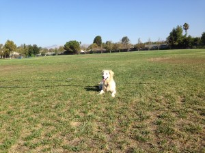 Good girl Kali, ever so attentive during training