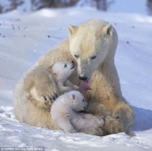 Bear Cubs With Mom