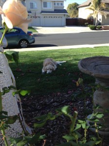 Union dog taking her "15 minutes"