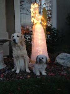 Kali and Smokey chilin' in the mild evening air