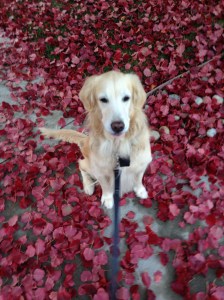 Red fallen leaves on a early December walk in the neighborhood