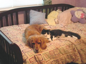 Panda and Bailey snuggle time