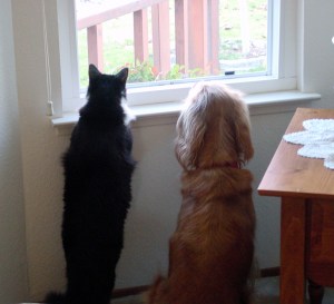 Panda and Bailey checking out the action in the neighborhood