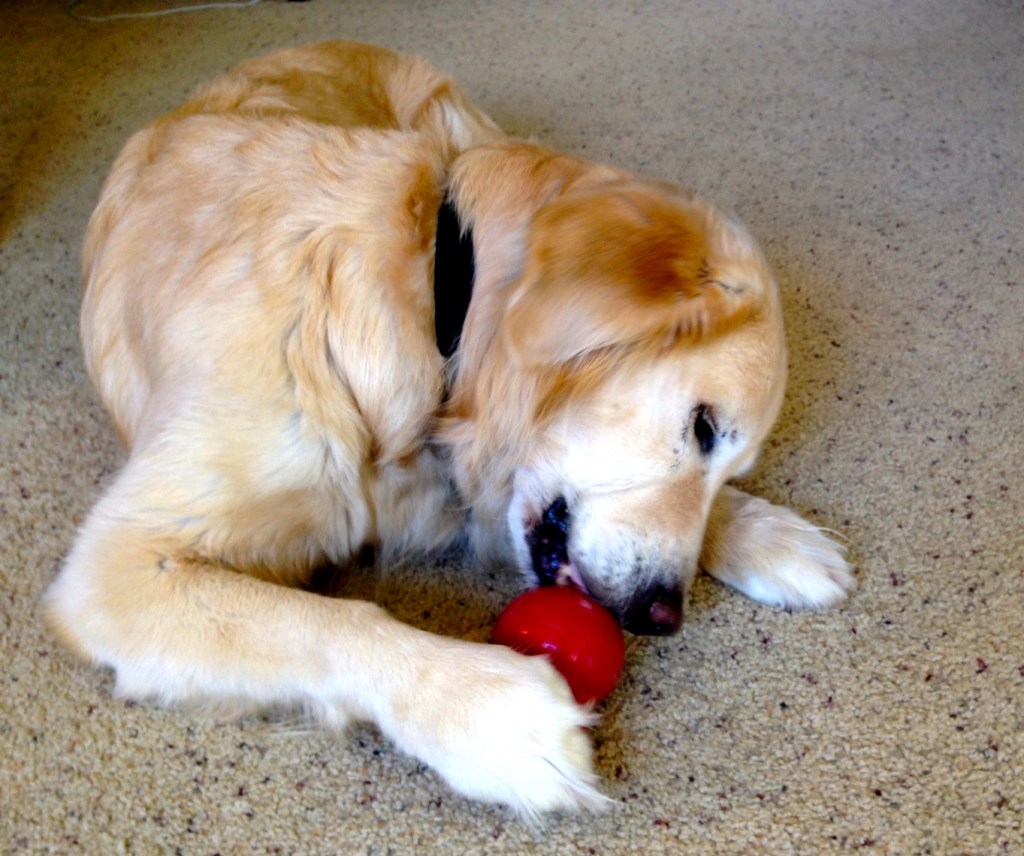 Who needs opposable thumbs?  I absolutely love this Kong toy!