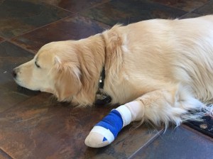 Wrapped (looks a little like those socks the race horses wear - kinda cool!)