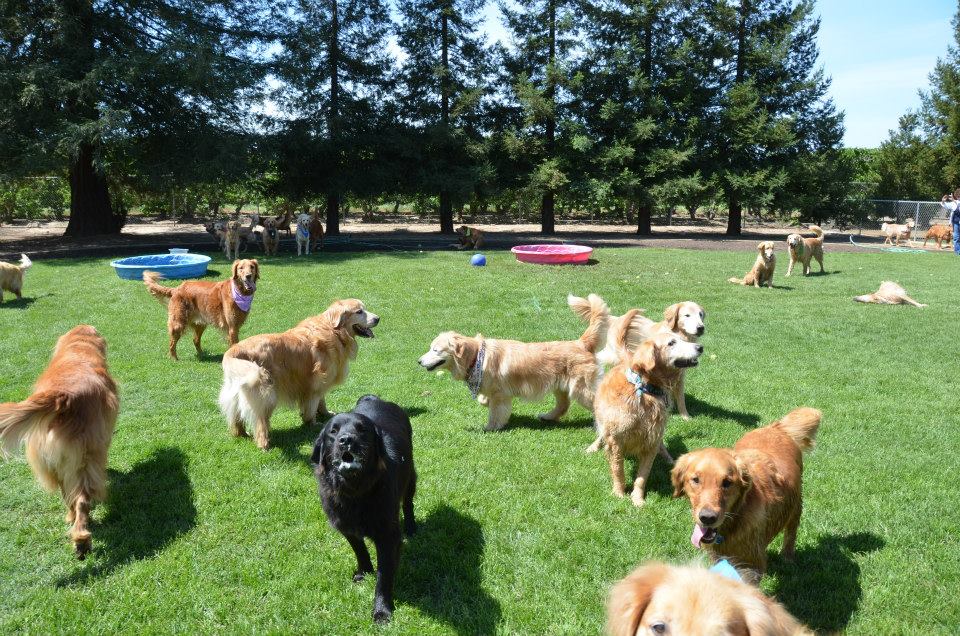 Who let the dogs out?  :)