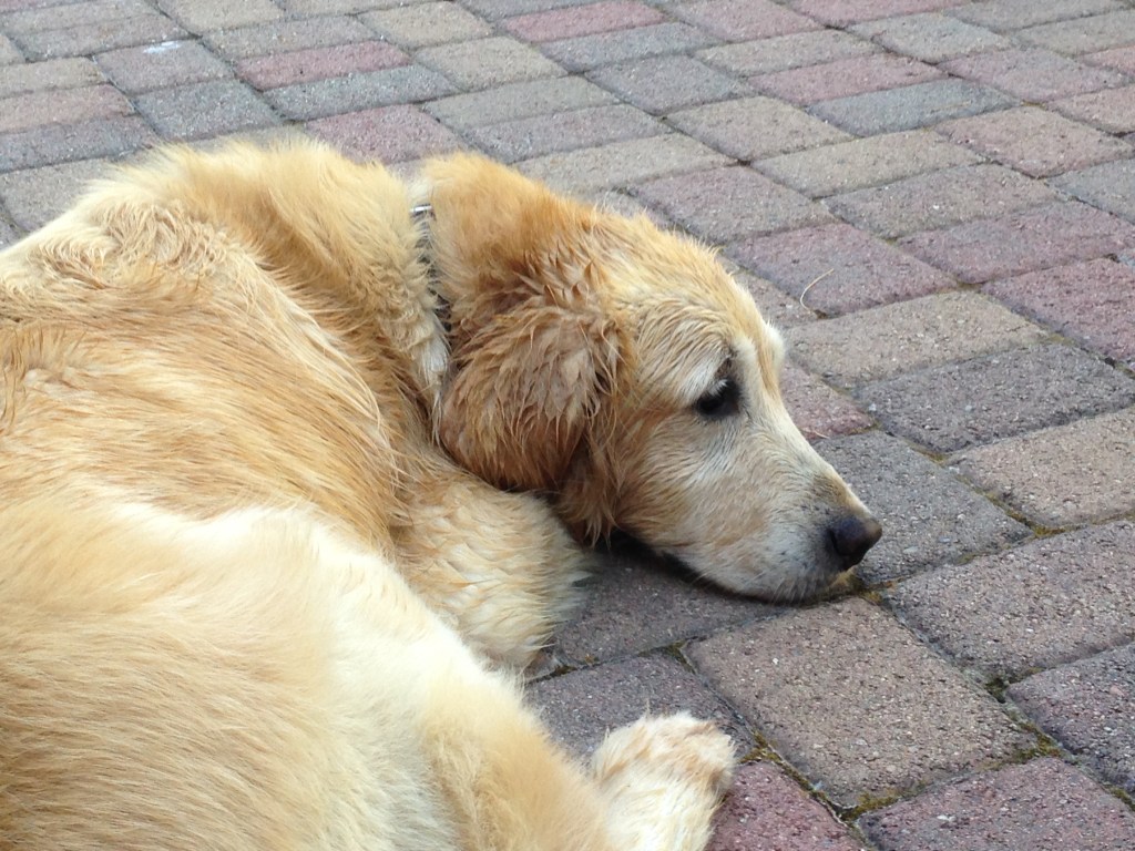 Kali NOT at the wedding and pondering wagons.