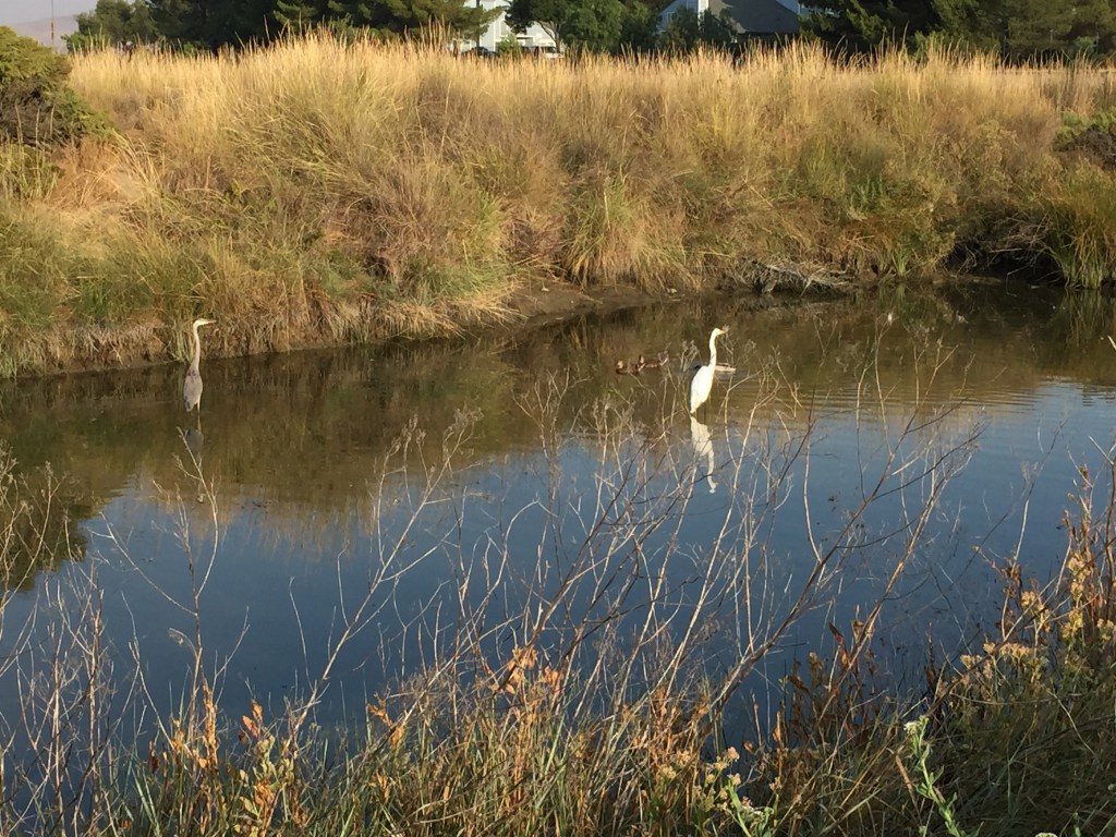 All is well again at the creek