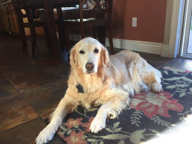 If I only had another biscuit