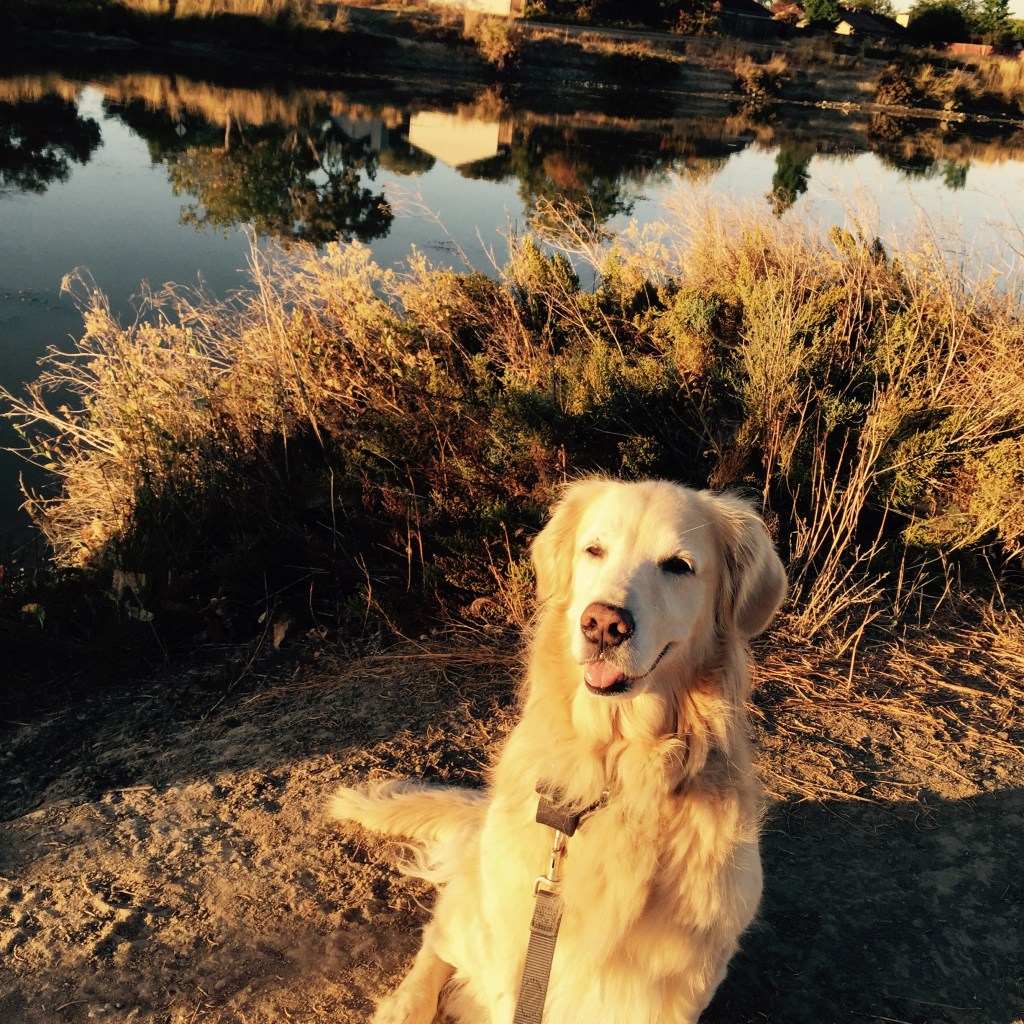 Never too early for Kali to pose at our favorite spot.