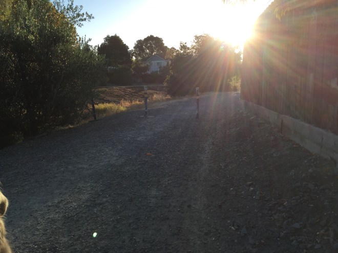 Sun just creeping up over the trail head.