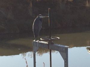 Even this stoic Blue Heron seemed happy as he surveyed the pond.