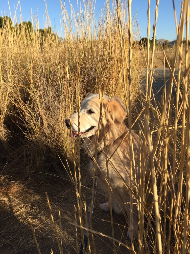 Fixated on ducks or just being patient?