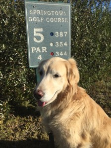 I guess I'll be hitting from the red teas. After all I am a lady...