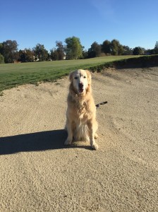 Dad, I don't find any humor in your comment 'Just another day at the beach'.
